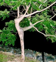 dancing tree - another favorite picture - the tree looks like a dancer.
