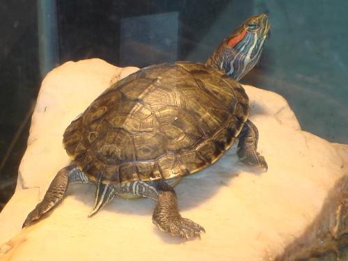 turtle - turtle sunny