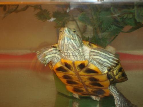 turtle - my red eyed- turtle