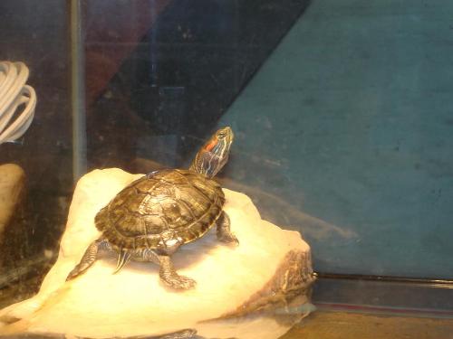 olaf - turtle