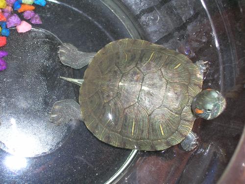 my tortoise - This is my tortoise.... But this picture was taken several months ago.... Now it's not like that...
