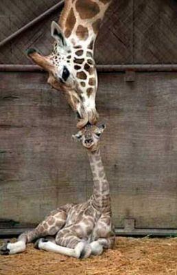 Affection - Do u love u r kid with affection and kisses like this.
