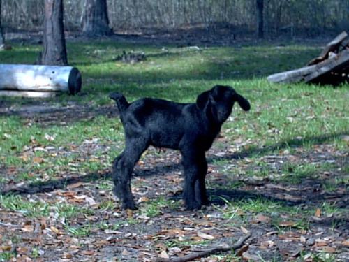 Chocolate&#039;s new baby - Here is the new kid on the farm! A son, born to Chocolate, our Spanish/Boer doe and Snapper, a Pygmy buck we used to own.