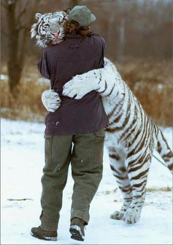 White Tiger  - Thanks All