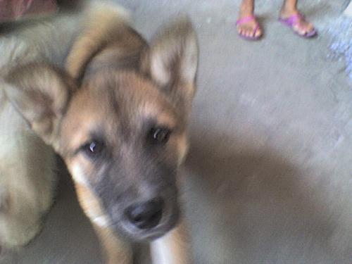 Dog - My DOG AKITA!
