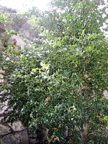 A very old holly - This male holly bush is very old and loves its sandy soil.