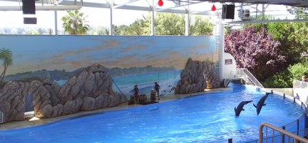 Dolphins at Six Flags - Vallejo, California. I love dolphins!