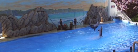 Dolphins at Six Flags - Vallejo, California. I love dolphins!