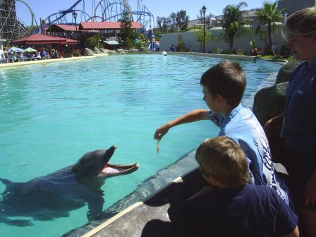 Dolphins at Six Flags - Vallejo, California. I love dolphins!