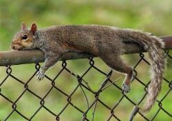 squirrel - squirrel