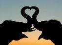 i love elephants - elephant love