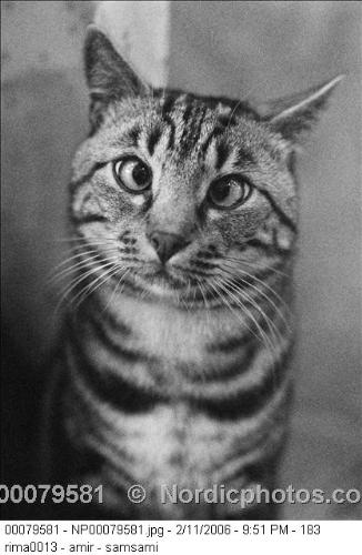 nice cat with nice eyes also!!!! - nice cat with nice eyes!!!!