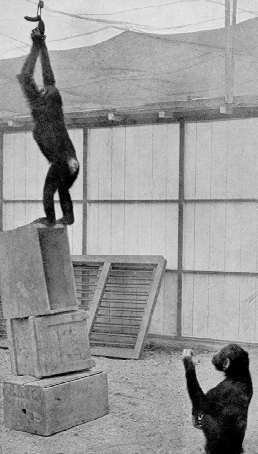 Chimpanze - Experience of Kohler
