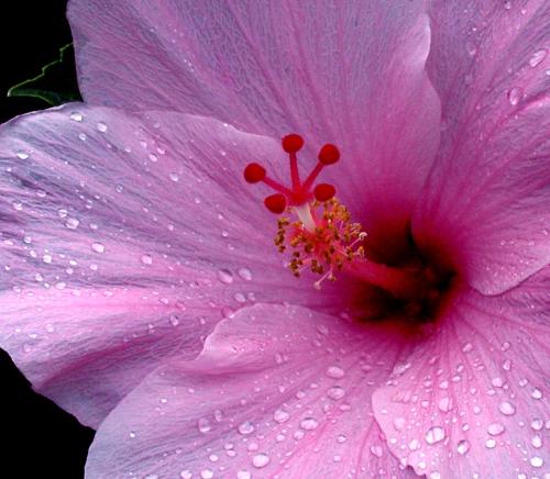 Pink Hibiscus - Photo of a pink hibiscus flower