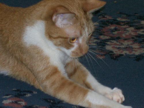 Milo - This is my cat Milo playing and trying to catch a little bug that was crawling on the carpet