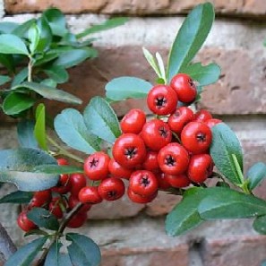 Fruit - A bunch of fruits.