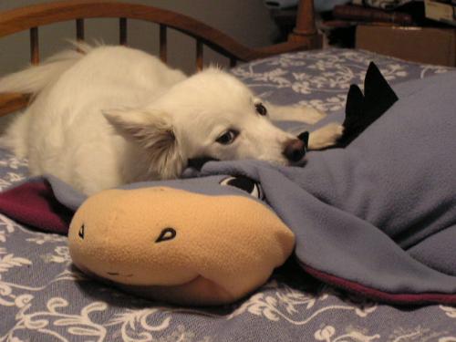 Keisha w/Eeyore - My dog Keisha, an American Eskimo, sleeping on top of my eeyore pillow....2007