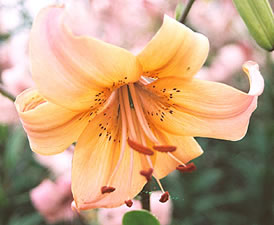 Lily - Peach Asiatic Lily