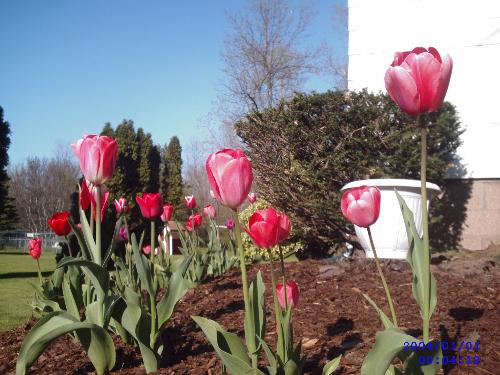 Tulips in my garden - This is a shot of my flower garden last spring