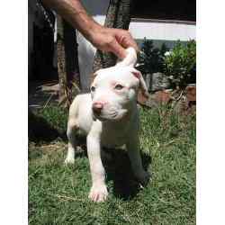 my pitbull - my little pitbull(purebreed)