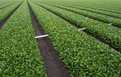 spinach - Spinach farm