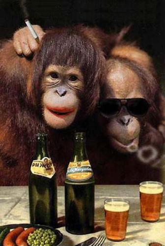 Bonding Apes - The two are bonding together with some drinks on the table.