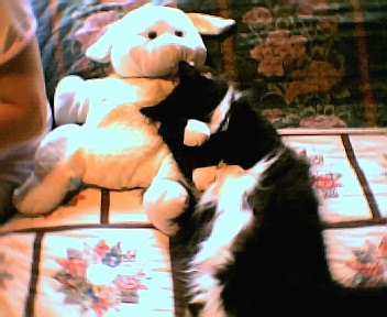 My kitty - This is a picture of my kitty that passed away i miss him