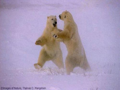 dancing bears - they are dancing so sweet. 