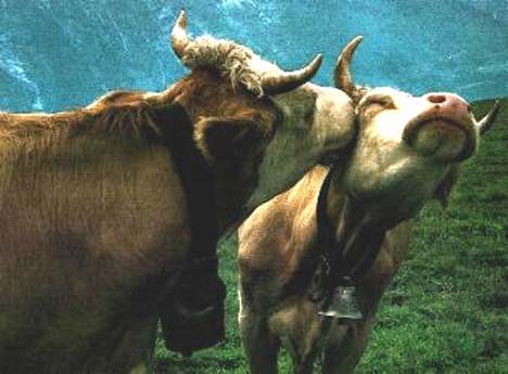Sweet Cows - Gee... 
It&#039;s a sweet thing to do...
Cleaning each other...