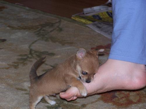 Sherlock - This is one of my new puppies, Sherlock. He is a lovable mess.