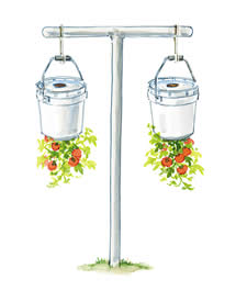 Upside Down Tomato - Here is an illustration of growing tomato plants upside down, by planting them in five gallon buckets that get hung from a frame. They supposedly do very well because there is less stress on the branches, and you have easier access to them for their care.