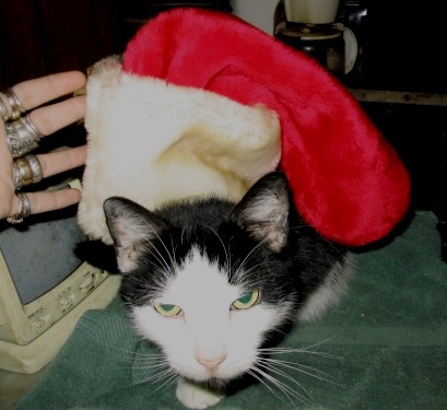 cosmos - one of my cats angry at me for the hat. he looks cute tho :)