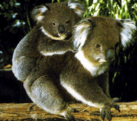 koala - koala, australia