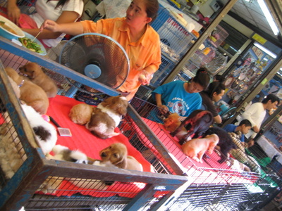 Doggie bazaar at Chatuchak - The Chatuchak Market&#039;s Doggies 4 sale area