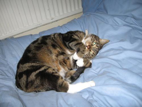 Moomin sleeps - Moomin constantly 'repos' my bed