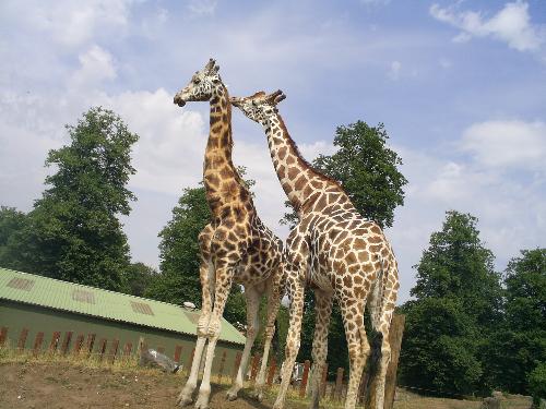 Giraffe at West Midlands Safari Park - It&#039;s a few giraffes!
