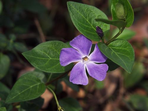 flower - the most energizing n inspirating thing in the universe..................n the most beautiful too.......