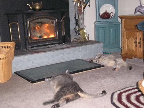 Minky & Mattie by the warm fire! - This is the life! Nothing like warming the tummies by a toasty fire!