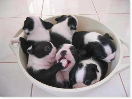 puppies - pup shoving paw to sibling
