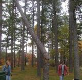 High winds caused this tree to snap - The tall pines bend like elastic, yielding to the winds - usually. The force of the wind proved too much the night before this picture was taken. How fortunate we are that it went in the direction it did.