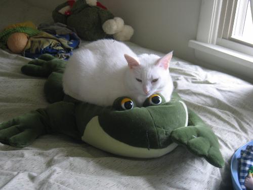 montana - Our White Cat Montana and her favorite stuffed toy.