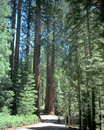 Yosemite - A trip to gorgeous Yosemite National PArk. It is incredible and everyone should see it at least once in their lifetime!