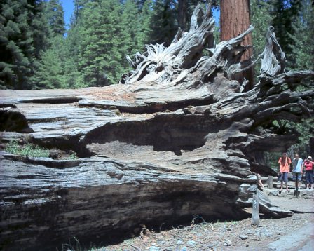 Yosemite - A trip to gorgeous Yosemite National PArk. It is incredible and everyone should see it at least once in their lifetime!