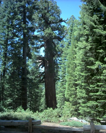 Yosemite - A trip to gorgeous Yosemite National Park. It is incredible and everyone should see it at least once in their lifetime!