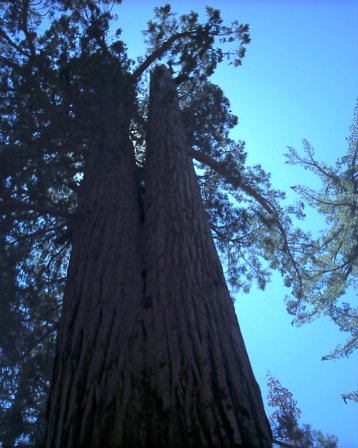 Yosemite - A trip to gorgeous Yosemite National Park. It is incredible and everyone should see it at least once in their lifetime!
