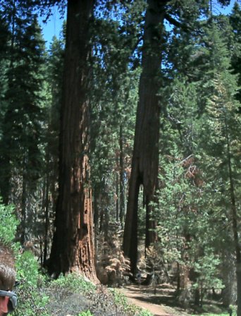 Yosemite - A trip to gorgeous Yosemite National Park. It is incredible and everyone should see it at least once in their lifetime!