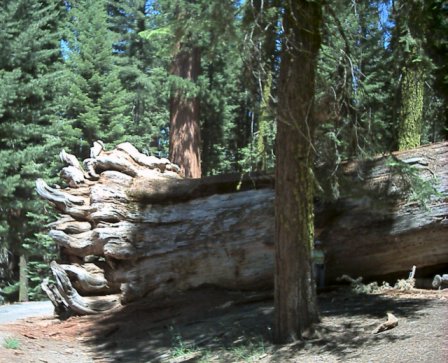 Yosemite - A trip to gorgeous Yosemite National Park. It is incredible and everyone should see it at least once in their lifetime!