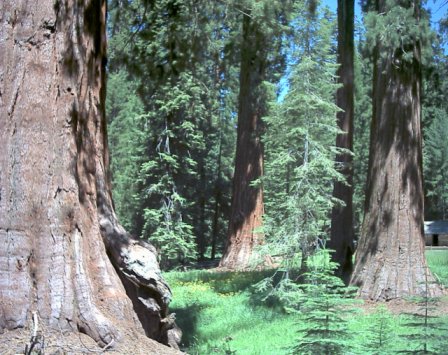 Yosemite - A trip to gorgeous Yosemite National Park. It is incredible and everyone should see it at least once in their lifetime!