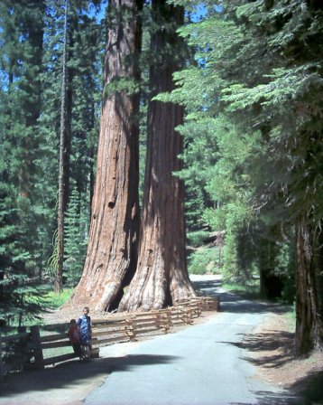 Yosemite - A trip to gorgeous Yosemite National Park. It is incredible and everyone should see it at least once in their lifetime!