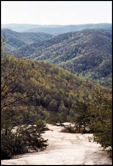 forest - There are several side trails that lead to excellent picnic spots.